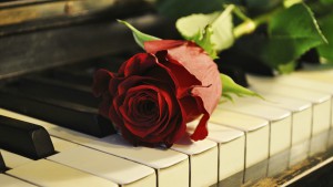 roza-cvetok-royal-pianino
